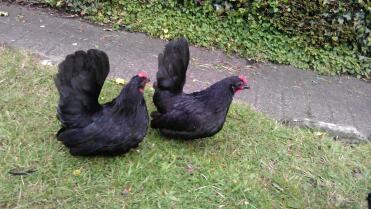 Two black japanese bantam chickens