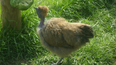 Naked Neck Chicken in grass