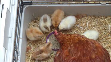 Chicks with mother hen