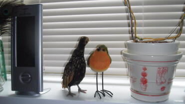 Sebright Chicken on window sill