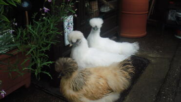 Three Silkie Chicks