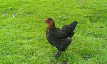 A brahma chicken called Ripley.