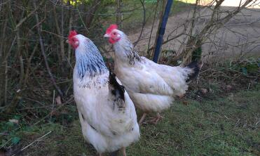 A pair of light sussex hybrid chickens.
