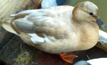 Duck sitting down