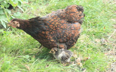 A pretty wyandotte chicken with her chick.