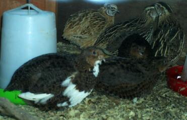 A conturnix quail.