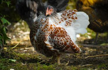 A red laced wyandotte pullet.