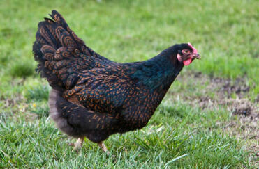 Barnevelder Chicken on grass