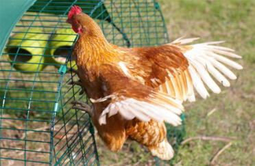 Chicken climbing on Eglu Chicken Coop run