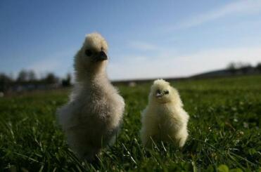 A pair of silkie chicks.