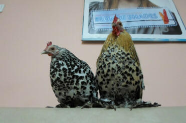 A pair of booted bantam chickens.