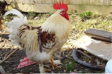 A booted bantam chicken called Tiffin.