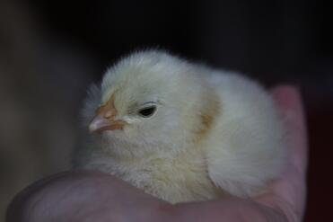 Faverolle Chick sitting in hand