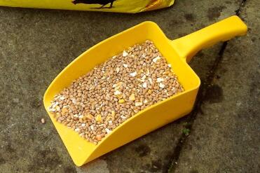 A yellow feed scoop for yellow corn!