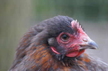 A maran copper blue hen.