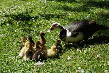 Muscovy ducklings are so sweet!