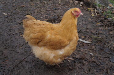 A buff orpington chicken in our yard.