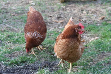Eggwina & henny showing their unique feather patterns and henny's large comb
