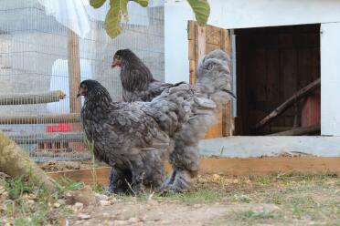 A pair of blue brahma chickens.