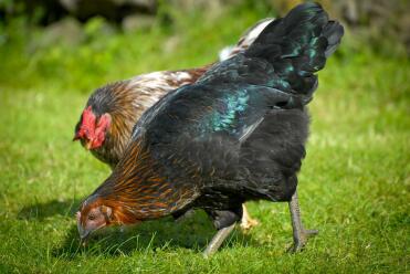 A black rock hen.