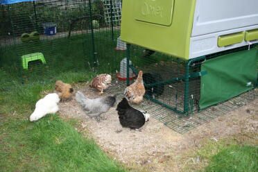 A flock of chickens near their Eglu house.