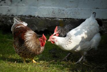 Two chickens kissing.