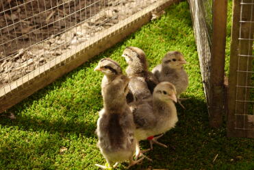1 week old cream legbard chicks