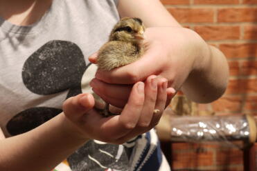 Holding a little cream legbar chick.