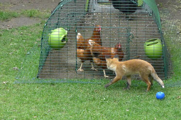 A secure run and coop