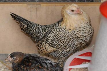 A pair of pencilled hamburg pullets.