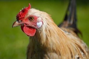 A young citreon  pencilled hamburg chicken.