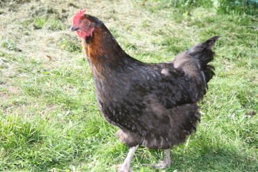 Maran chickens are a lovely breed!