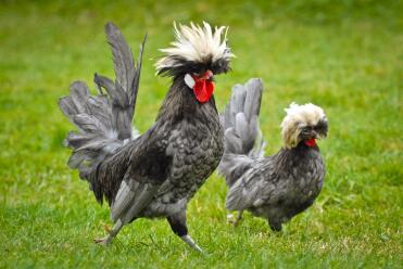 A family of white crested blue poland chickens.