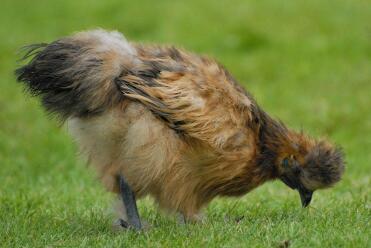 A partridge coloured silkie