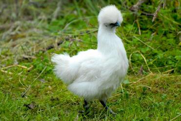 A white coloured silkie chicken