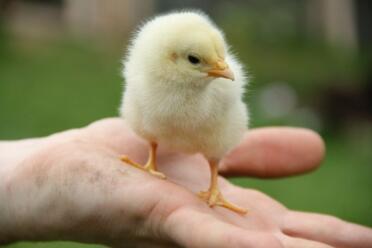 Chick being held in a hand