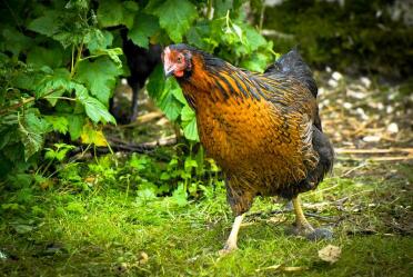 A stunning black rock hen.