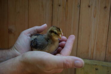 4 day old Cream Legbar chick being held in hand