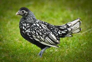 A silver spangles sebright pullet. Stunning!