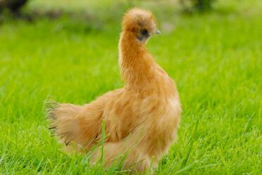 A gold coloured silkie pullet