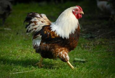 A brown and white wyandotte.