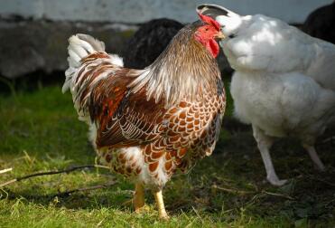 A red laced wyandotte cockerel.