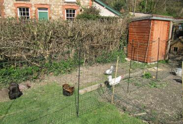 Chickens behind Omlet chicken fencing