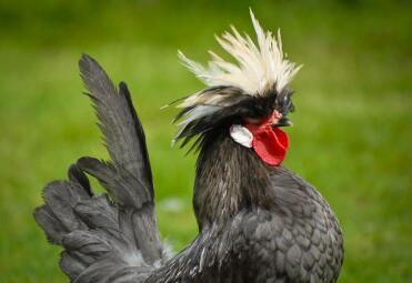 A white crested blue poland cockerel.