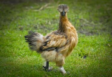 A partridge coloured silkie