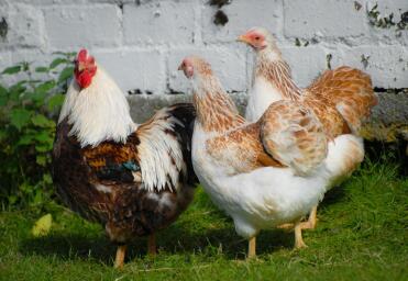 A flock of laced wyandottes.