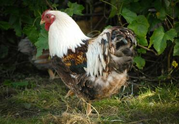 A salmon wyandotte cockerel.