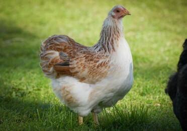 A pretty wyandotte pullet.