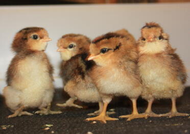 A row of aruacana chicks.
