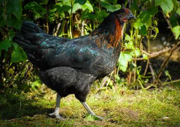 A black rock chicken.